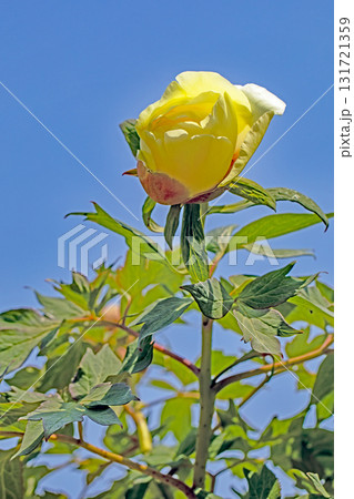 家の周りの草花 四季の色々 牡丹園の木々が淡い春の光りを浴びて美しい黄色の花を輝かせています 家の周りの草花 四季の色々 牡丹園の木々が淡い春の光りを浴びて美しい黄色の花を輝かせています 131721359