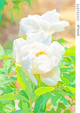 家の周りの草花　四季の色々　牡丹園の木々が淡い春の光りを浴びて白く美しく輝いています 131721373