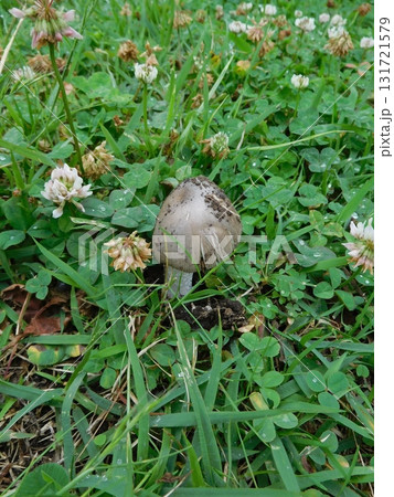 関東の草地に生えるキノコ 131721579