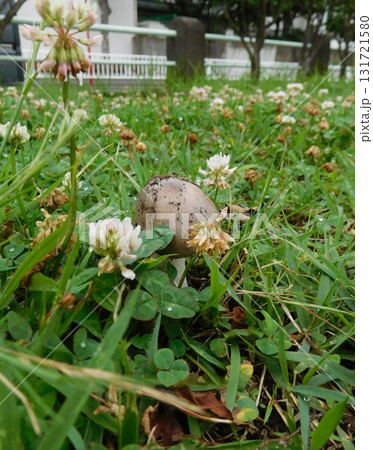 関東の草地に生えるキノコ 関東の草地に生えるキノコ 131721580