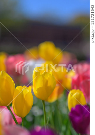 春の庭園 131721642