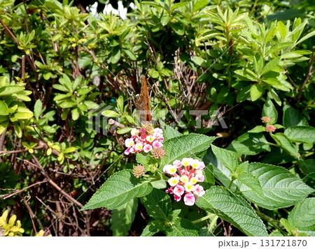 ミドリヒョウモン　ランタナ 131721870