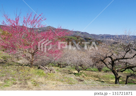 秋間梅林の紅梅と白梅 131721871