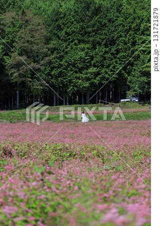一面に広がる赤そばの花畑と散策する女性(箕輪町 赤そばの里) 一面に広がる赤そばの花畑と散策する女性(箕輪町 赤そばの里) 131721879