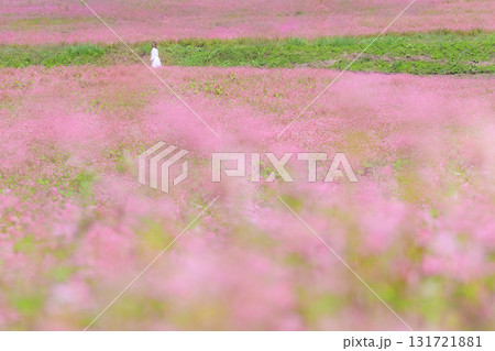 一面に広がる赤そばの花畑と散策する女性（箕輪町　赤そばの里） 131721881