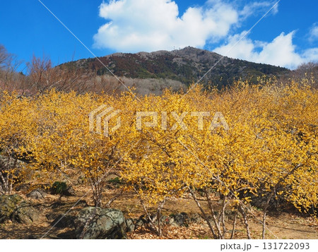 筑波山とロウバイの花 131722093