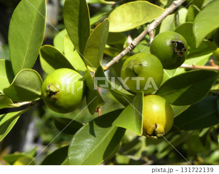 収穫時期になったグァバの実 収穫時期になったグァバの実 131722139
