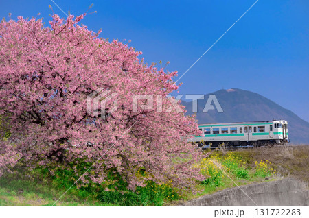日田彦山線の河津桜と気動車 131722283
