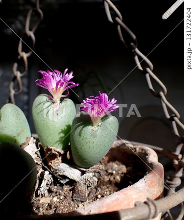 コノフィツムのピンクの花 131722404