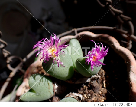 コノフィツムのピンクの花 コノフィツムのピンクの花 131722407