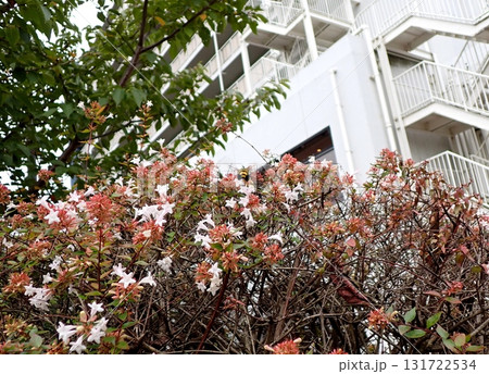 オオスカシバ　アベリア 131722534