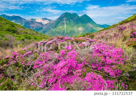 大戸越から望むミヤマキリシマ 131722537