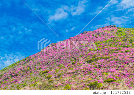 大戸越から望むミヤマキリシマ 大戸越から望むミヤマキリシマ 131722538