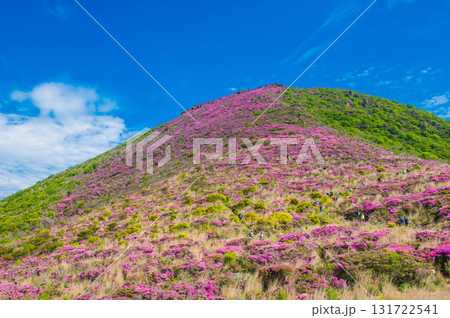 大戸越から望むミヤマキリシマ 大戸越から望むミヤマキリシマ 131722541