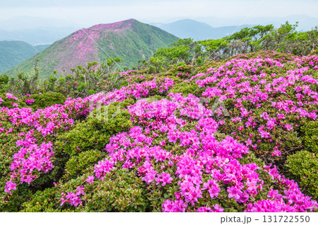 大船山登山道から望むミヤマキリシマ 大船山登山道から望むミヤマキリシマ 131722550