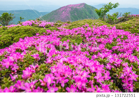 大船山登山道から望むミヤマキリシマ 131722551
