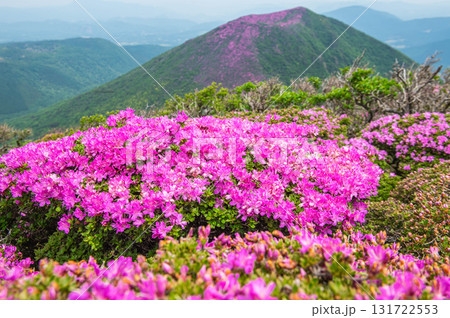 大船山登山道から望むミヤマキリシマ 大船山登山道から望むミヤマキリシマ 131722553