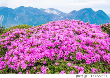 北大船山山頂のミヤマキリシマ 131722554