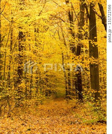 Trail in autumn yellow forest with fallen leaves, autumn Trail in autumn yellow forest with fallen leaves, autumn 131722566
