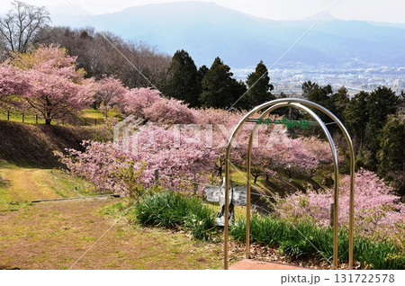 神奈川県大井町　おおいゆめの里の満開河津桜と眺望 131722578
