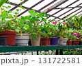 greenhouse with pots of flowers and plants, landscaping of the nursery 131722581