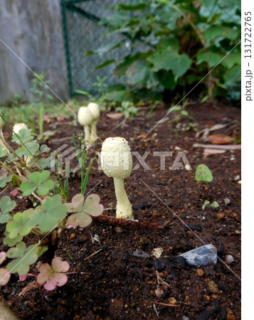 カラカサタケ　幼菌 131722765