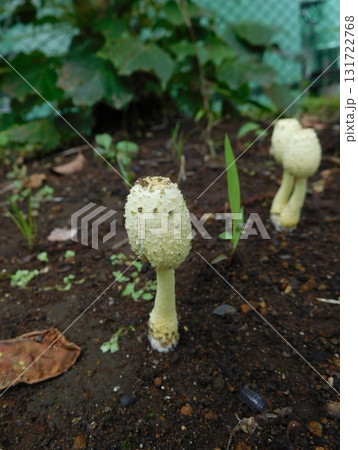 カラカサタケ　幼菌 131722768