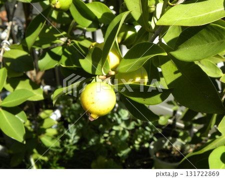 収穫の始まったグァバの実 131722869