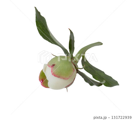 Spring white peony flower isolated on transparent background. Close up for design. Nature Spring white peony flower isolated on transparent background. Close up for design. Nature 131722939