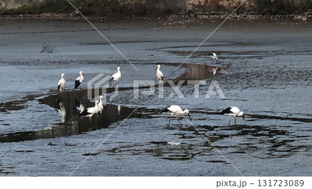 コウノトリ 131723089