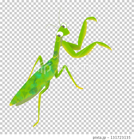 カマキリ1 カマキリ1 131723135