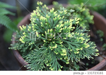 イワヒバ。 131723181