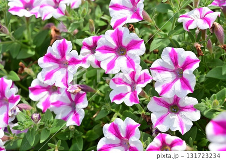 スーパーチュニア・ラヴィドゥヴィ（ナス科）ペチュニア属 131723234