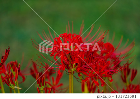 赤い彼岸花 131723691