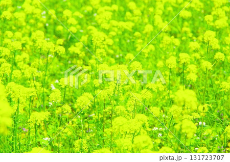 満開の菜の花 131723707