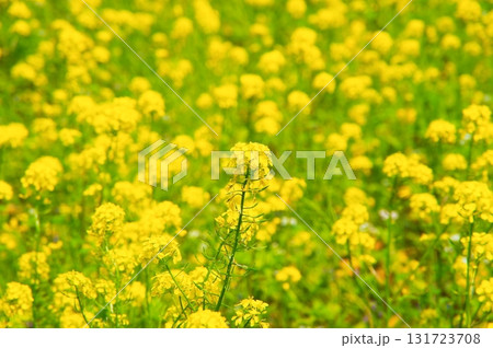 満開の菜の花 131723708