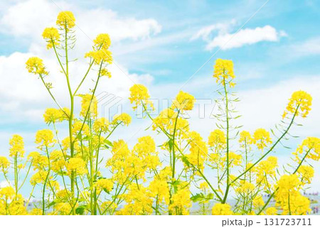 満開の菜の花 131723711