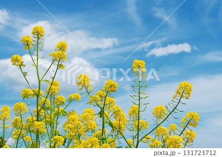 満開の菜の花 131723712
