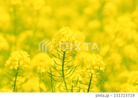 満開の菜の花 満開の菜の花 131723719