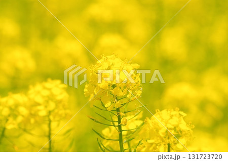 満開の菜の花 131723720