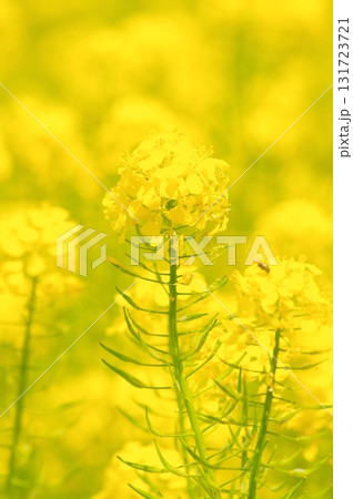 満開の菜の花 満開の菜の花 131723721