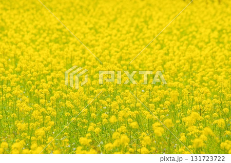 満開の菜の花 131723722