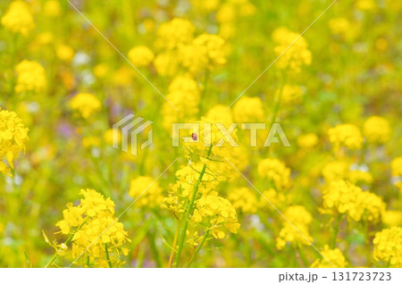 満開の菜の花 131723723