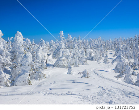 スノーシューの足跡が続く静かな雪山と一面の樹氷 (長野県、志賀高原、横手山) 131723752