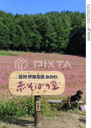 信州箕輪町赤そばの里の木製看板とピンクの花畑にたたずむ犬の風景 131723773