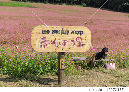 信州箕輪町赤そばの里の木製看板とピンクの花畑にたたずむ犬の風景 131723774