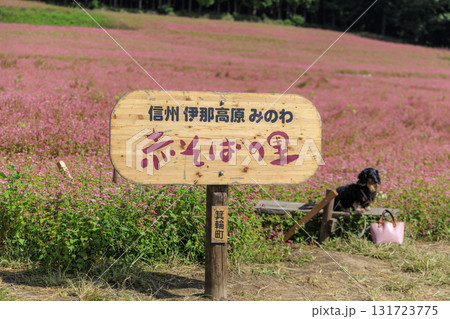 信州箕輪町赤そばの里の木製看板とピンクの花畑にたたずむ犬の風景 信州箕輪町赤そばの里の木製看板とピンクの花畑にたたずむ犬の風景 131723775