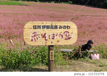 信州箕輪町赤そばの里の木製看板とピンクの花畑にたたずむ犬の風景 131723776