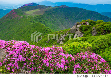 大船山山頂から望むミヤマキリシマ 大船山山頂から望むミヤマキリシマ 131723817