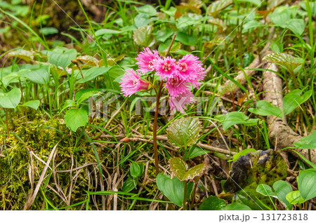 大船山の登山道沿いに咲くイワカガミ 131723818